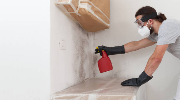 Professional Basement Mold Remediation technician working in Gaylord, MI
