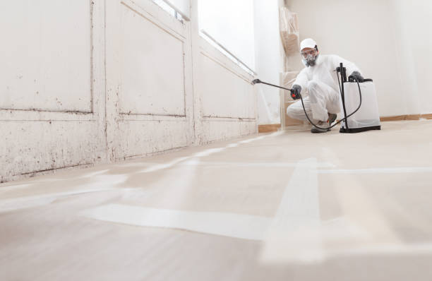 24/7 Emergency Basement Mold Remediation experts in Gaylord, MI