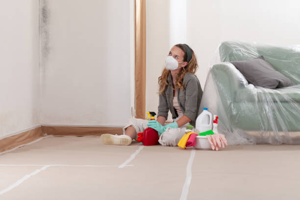 Reliable Basement Mold Remediation contractor in Gaylord, MI by Mold Remediation HQ