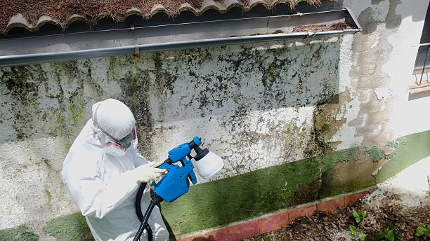 Top rated local Basement Mold Remediation specialists in Gaylord, MI